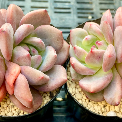 専用 23 アリエル錦 大きめ サービス品 抜き苗 多肉植物 韓国苗