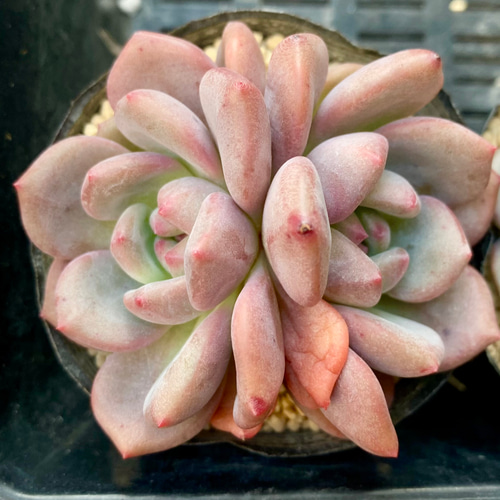 アリエル 双頭 エケベリア 韓国苗 多肉植物 多肉植物 プクニク 通販 