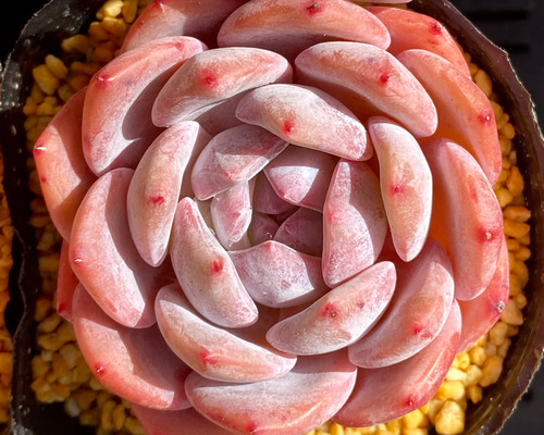 オレンジモンロー 美苗 エケベリア 韓国苗 多肉植物 多肉植物 プクニク