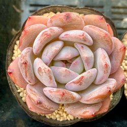 オレンジモンロー　美苗　エケベリア　韓国苗　多肉植物 3枚目の画像