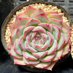 シルエット エケベリア 韓国苗 多肉植物 多肉植物 プクニク 通販 