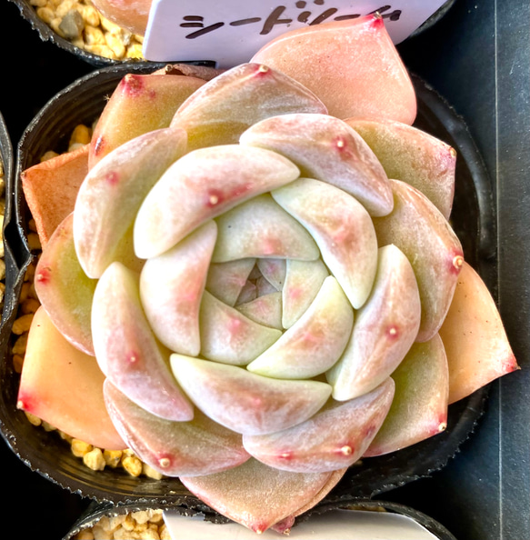 シードリーム エケベリア 韓国苗 多肉植物 多肉植物 プクニク 通販