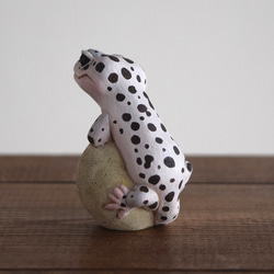 The Leopard gecko  on the stone (Mack snow) 第11張的照片