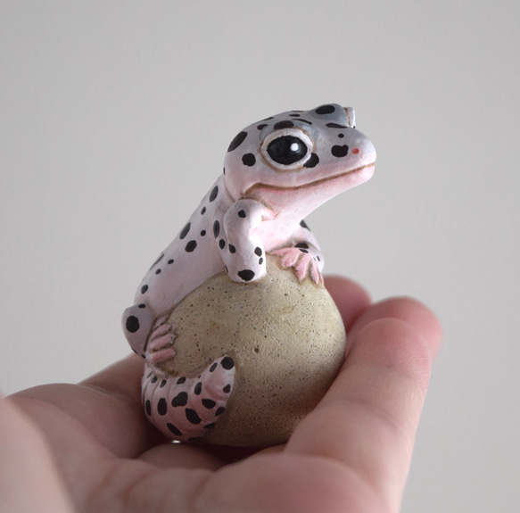 The Leopard gecko  on the stone (Mack snow) 第8張的照片