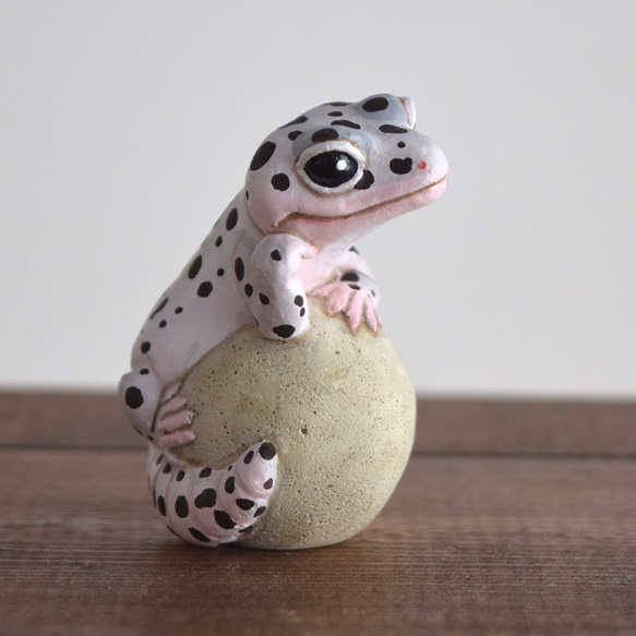 The Leopard gecko  on the stone (Mack snow) 第1張的照片