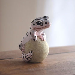 The Leopard gecko  on the stone (Mack snow) 第10張的照片