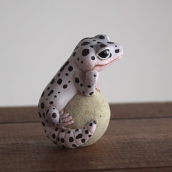 The Leopard gecko  on the stone (Mack snow) 第3張的照片