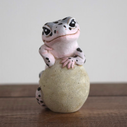 The Leopard gecko  on the stone (Mack snow) 第2張的照片