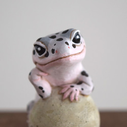 The Leopard gecko  on the stone (Mack snow) 第9張的照片