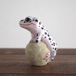 The Leopard gecko  on the stone (Mack snow) 第7張的照片