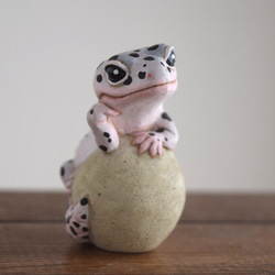 The Leopard gecko  on the stone (Mack snow) 第4張的照片