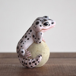 The Leopard gecko  on the stone (Mack snow) 第6張的照片