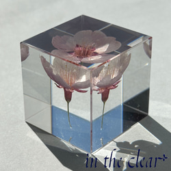 植物標本　河津桜　ピンク　４センチキューブ 3枚目の画像