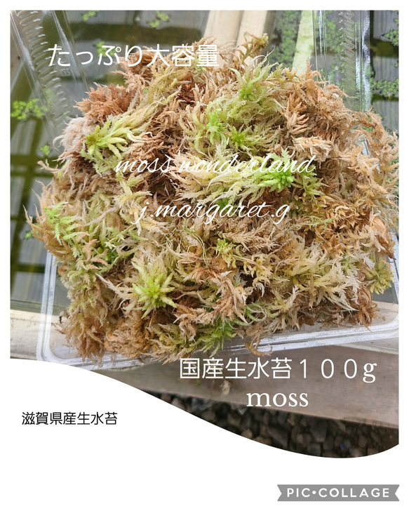 国産　生水苔　１００g　アクアリウム 1枚目の画像