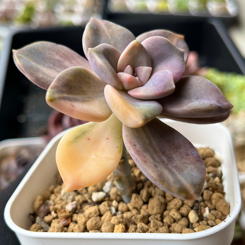 パープルディライト錦① 厳選韓国苗 ネームタグ付き 多肉植物 〜Green