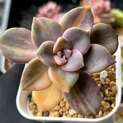 パープルディライト錦① 厳選韓国苗 ネームタグ付き 多肉植物 〜Green