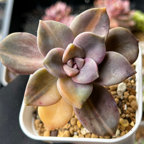 パープルディライト錦① 厳選韓国苗 ネームタグ付き 多肉植物 〜Green