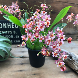 フィカス リラータの斑入り♡カシワバゴム♡希少♡観葉植物 アート