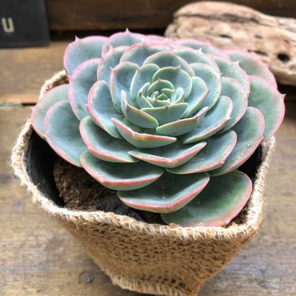 七福神♡エケベリア♡多肉植物♡インテリア アートフラワー パリ