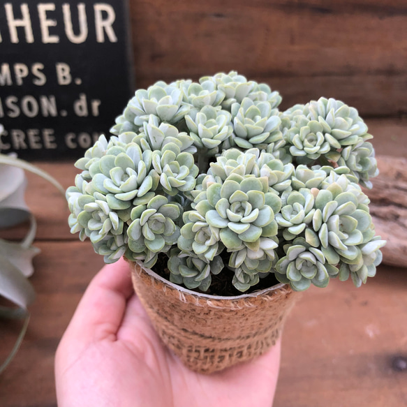 白雪ミセバヤ♡セダム♡多肉植物♡♡もりもり 8枚目の画像