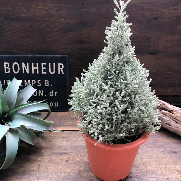 haru　セレニティ、ティーツリー、ラベンダー新品 haru セレニティ、ティーツリー、ラベンダー新品 ラベンダー