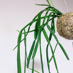 想いよ届け！空飛ぶ植物 ☆彡 苔玉ハンギンググリーン 森のサボテン リプサリス・トリゴナ 2枚目の画像
