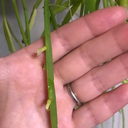 想いよ届け！空飛ぶ植物 ☆彡 苔玉ハンギンググリーン 森のサボテン リプサリス・トリゴナ 5枚目の画像