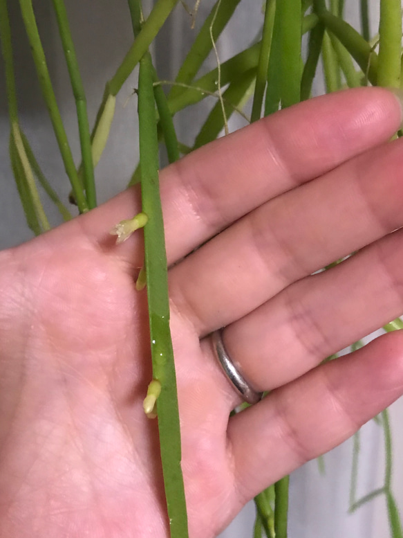 想いよ届け！空飛ぶ植物 ☆彡 苔玉ハンギンググリーン 森のサボテン リプサリス・トリゴナ 5枚目の画像