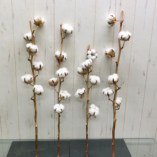 ウェルカムスペース コットンフラワー 綿の木 ドライフラワー その他  