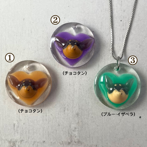 大】ミニチュアピンシャー ミニピン チョコタン イザベラ ブルータン