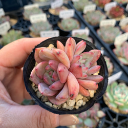 多肉植物　ブルーシャトー　抜き苗　エケベリア ブルーシャトウ | TOMOZOO