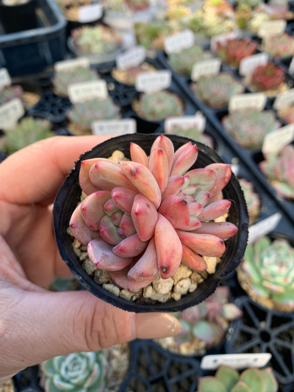 多肉植物　リントキ 1枚目の画像