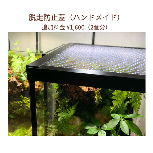 220 苔アート 苔テラリウム イモリウム カエルリウム 2個セット 