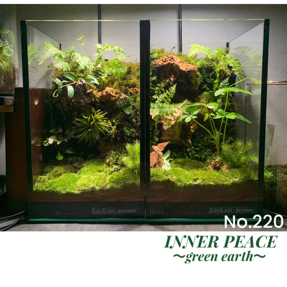 No.90 カエルリウム　イモリウム　テラリウム　苔テラリウム　苔アート 220 苔アート 苔テラリウム イモリウム カエルリウム 2個セット