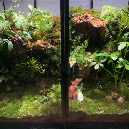 【完成品】ADA苔テラリウム/イモリウムカエル苔アートパルダリウム/No.297 220 苔アート 苔テラリウム イモリウム カエルリウム 2個セット