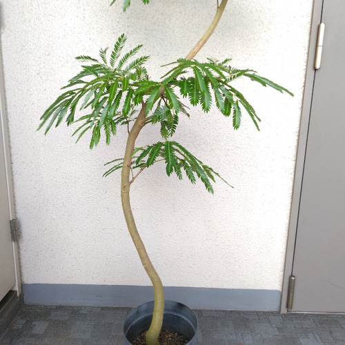 現品】①エバーフレッシュ曲がり 大型観葉植物 高さ150◎ 樹形