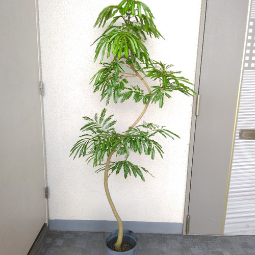 現品】①エバーフレッシュ曲がり 大型観葉植物 高さ150◎ 樹形綺麗◎ ボリューム◎ 幹太◎ シンボルツリー 多肉植物 phylicaフィリカ 通販|Creema(クリーマ) 16699759 現品】①エバーフレッシュ曲がり 大型観葉植物 高さ150◎ 樹形綺麗◎ ボリューム◎ 幹太◎ シンボルツリー 多肉植物 phylicaフィリカ 通販|Creema(クリーマ) 16699759