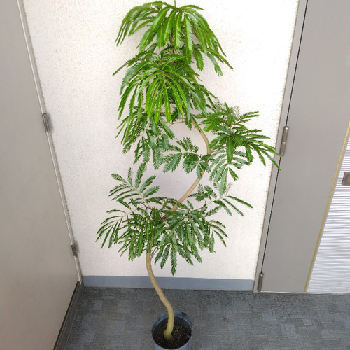 現品】①エバーフレッシュ曲がり 大型観葉植物 高さ150◎ 樹形