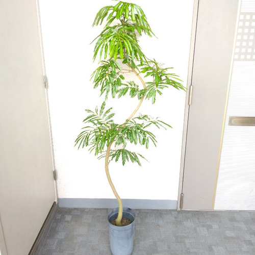 現品】①エバーフレッシュ曲がり 大型観葉植物 高さ150◎ 樹形
