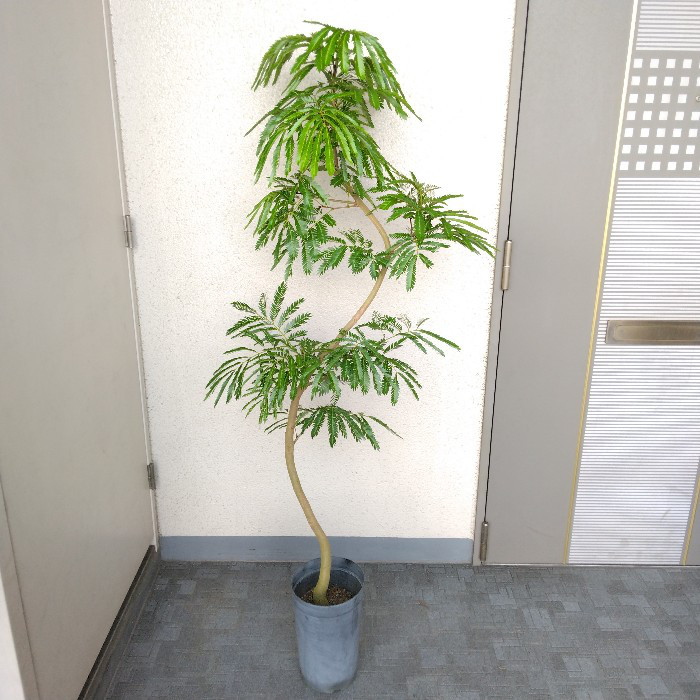 【現品】①エバーフレッシュ曲がり 大型観葉植物 高さ150◎ 樹形