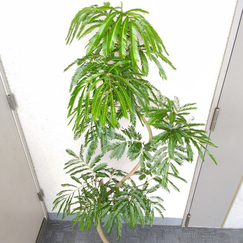 現品】①エバーフレッシュ曲がり 大型観葉植物 高さ150◎ 樹形