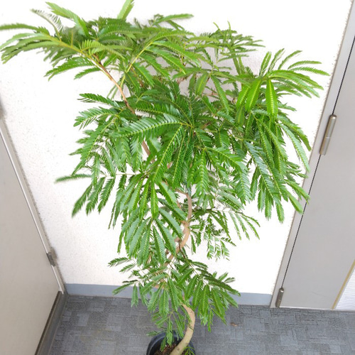 エバーフレッシュ曲がり❗️大型観葉植物！高さ145◎！沖縄産！ボリューム◎ エバーフレッシュ曲がり❗️大型観葉植物！高140◎！ボリューム