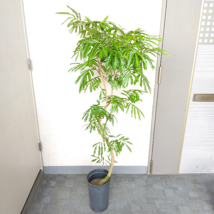 美しい樹形◎125cm】エバーフレッシュ 曲がり 7号 観葉植物 室内 大型-