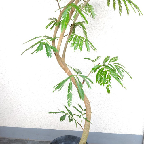 エバーフレッシュ曲がり❗️観葉植物！沖縄産！高さ115◎❗幹極太！樹形綺麗