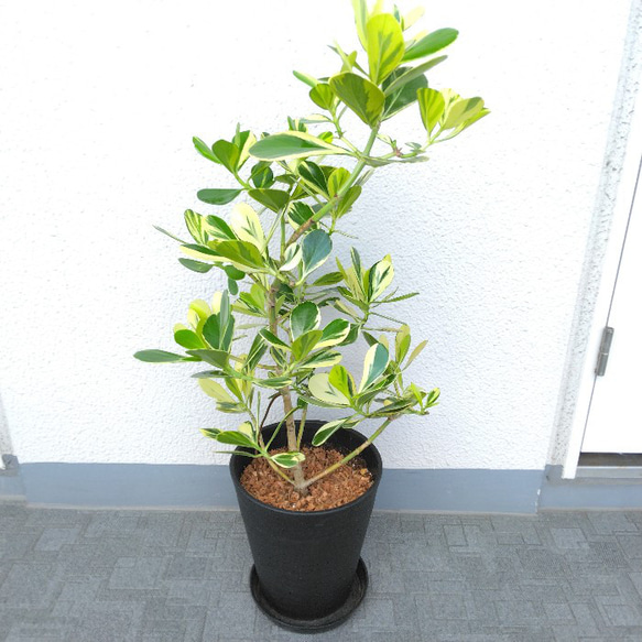 希少センジュラン斑入り多頭 現品】希少種 クルーシア・ゴールドラッシュ 斑入り 観葉植物 高級
