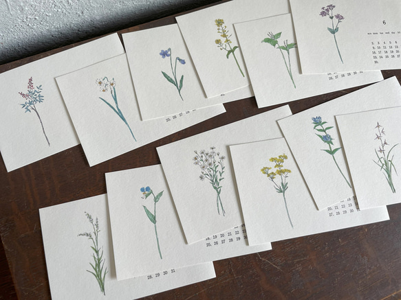 [ ichirin -nonohana-] ２０２４年活版印刷カレンダー　季節の草花一輪。野の花　[カミモノ研究所］ 5枚目の画像