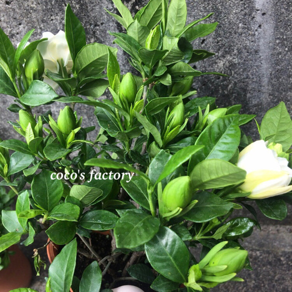 【送料込】可愛い♡八重咲き♡クチナシ♡ヌマタクチナシ♡香りも抜群♡芳香花♡potごと発送♡ 7枚目の画像