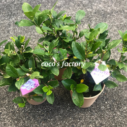 【送料込】可愛い♡八重咲き♡クチナシ♡ヌマタクチナシ♡香りも抜群♡芳香花♡potごと発送♡ 2枚目の画像