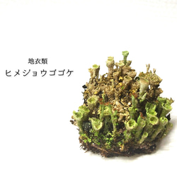 ヒメジョウゴゴケ　盆栽、鉢植え、テラリウム等 1枚目の画像