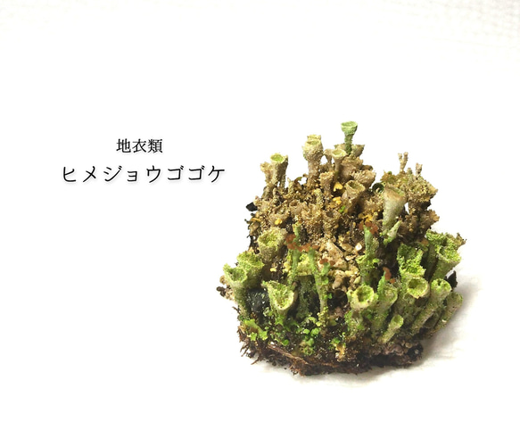 ヒメジョウゴゴケ　盆栽、鉢植え、テラリウム等 1枚目の画像
